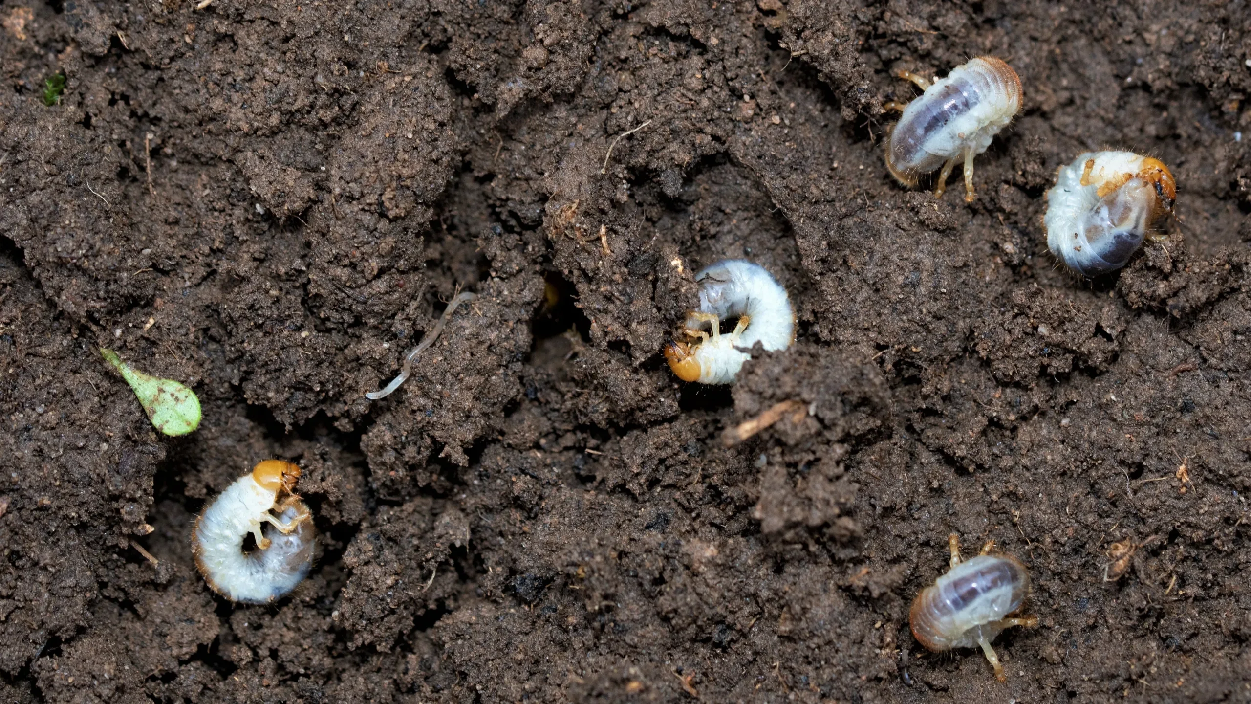 Lawn Pest Identification & Control - Common UK Turf Pests Guide ...